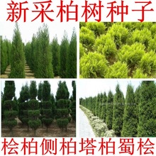 柏树种子 塔柏 侧柏 桧柏 龙柏 墓地种植 松柏种子 圆柏 洒金柏籽