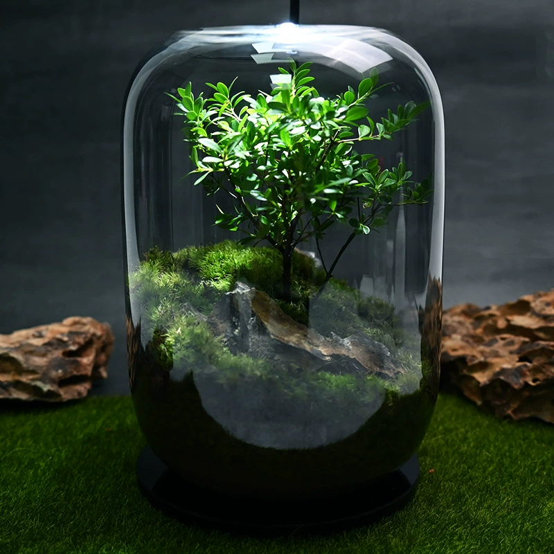 [Древо жизни] Бонсай — хороший способ кормить офисные зеленые растения. Готовая экологическая бутылка для рабочего стола с микроландшафтом.