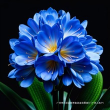 �����m�������m���Ծ����m���ļ�����ֲ������m����һ�����l