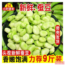 现摘新鲜农家带壳嫩生蚕豆米兰花胡豆大青豆豆荚四川当季新鲜蔬菜