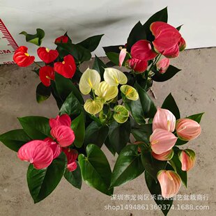 �ʺ�t�Ʒ��������҃Ȳ�ɫ���滨�Tһ���L혽M�ϻ��ܾGֲˮ��ֲ��