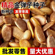 ӷNӺJΠӷNѼ޽uѪtf˅辰N