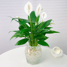 һL혰ˮֲ҃ļB՚ȩܾGֲ