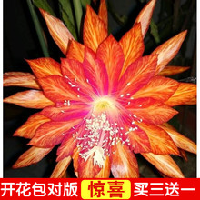 ����ɻ��������и���޽�֦�lзצ�m����һ����Ի����ֲ̨��