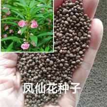 凤仙花种子籽四季庭院盆栽地栽凤仙透骨草指甲花急性子桃红金凤花