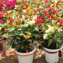 ����÷�������Դ����Ϙ��t���ڻ��ڼt�ļ��G�������ذ�������pɫ