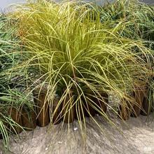 ��������Ѳ��b[�� ���JȔ��z̦�ݼ��~�ݶ��ľ���쾰�M��