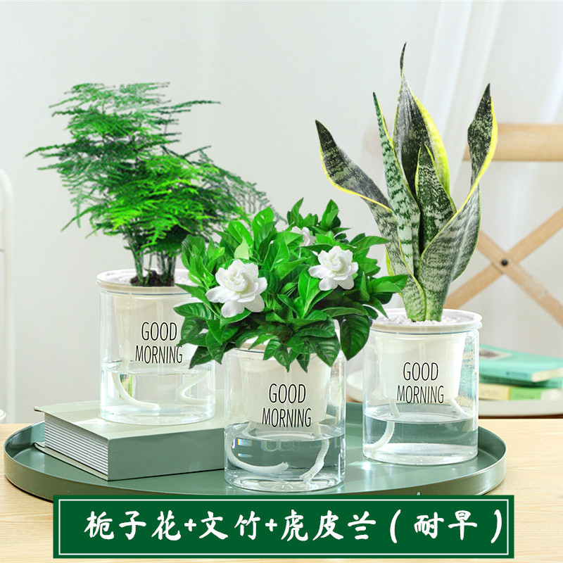 [베스트셀러 조합] 치자나무 + 아스파라거스 + 타이거 난초 + 영양액