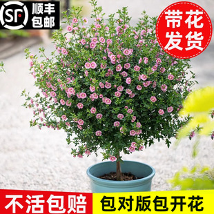 һ�����lСľ�Ȼ������԰����ǻ����{ѩ���ļ��_�����������̨��