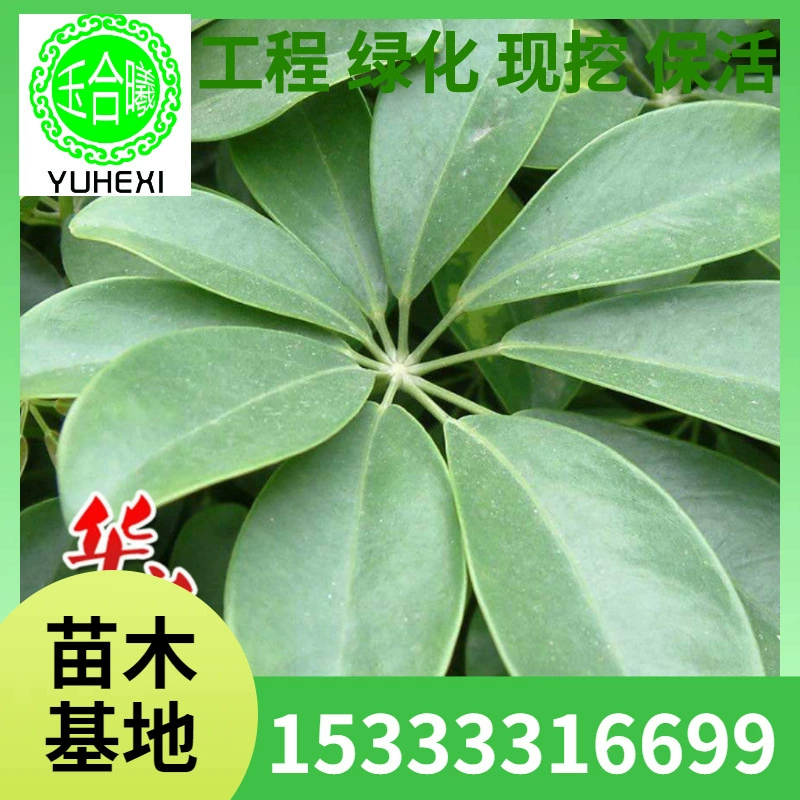 Саженцы гибискуса имеют приятный запах, зеленые деревья у дороги, вечнозеленые круглый год, почвенные и горшечные растения, проекты по зеленению.