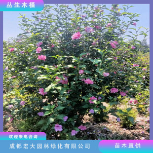 ľ�Ȼ����煲��ľ�Ȼ���ֱ�l�t��ľ�Ș仨���е��L���нӾG������
