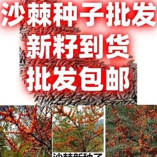 ɳ���N�Ӵ��ɳ����ͥԺ�̨����ֲ��G����ľ�o�¹�ľ��ˮ���N��