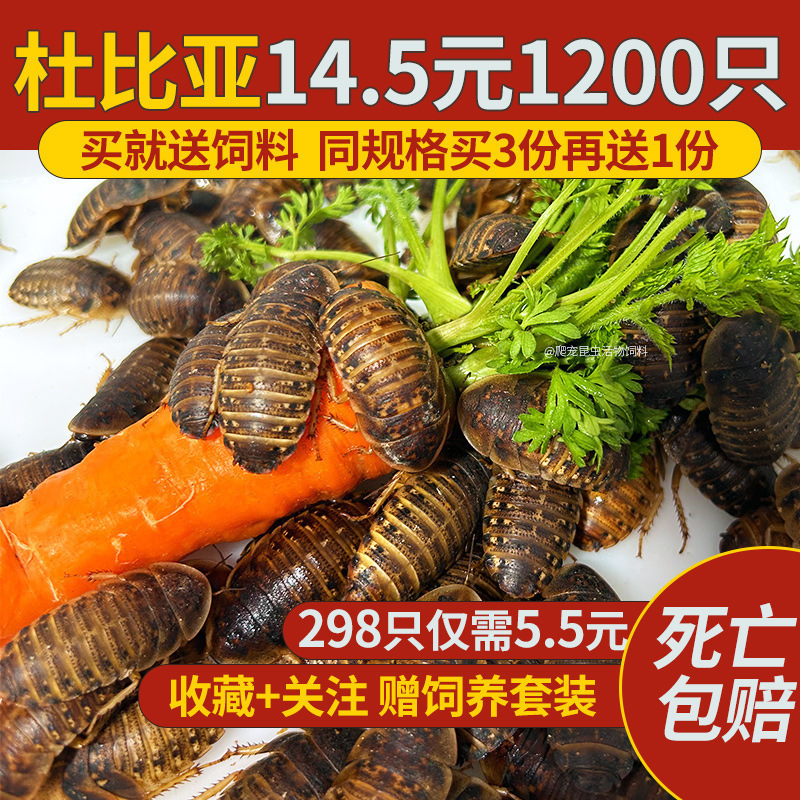 杜比亚蟑螂昆虫爬宠活饵饲料新成体繁殖组半斤中国