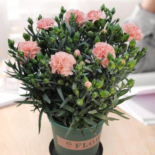 Carnation Potted Plant with Buds, Pot and Soil, Blooms in All Seasons, Easy to Maintain, Indoor and Outdoor Balcony, Stone Bamboo Green Plant