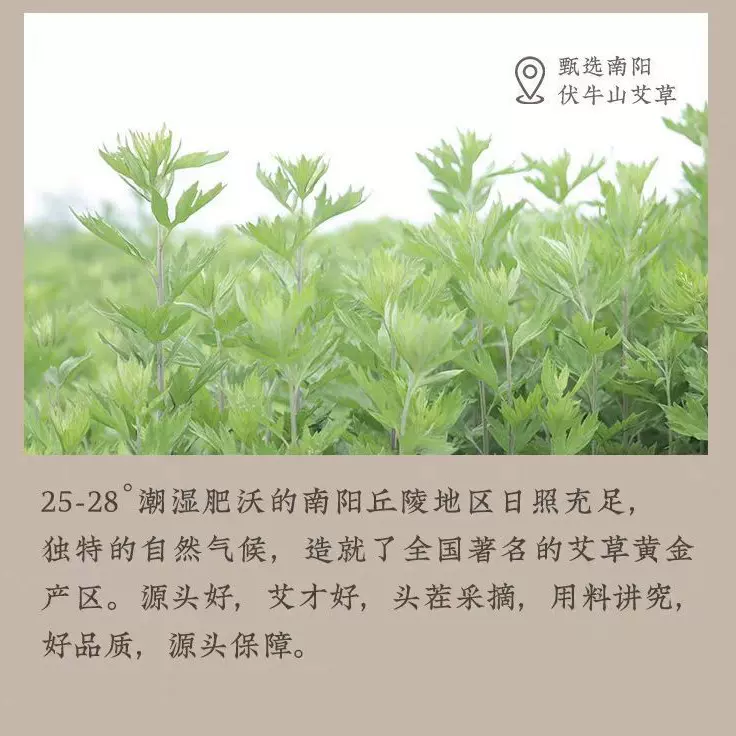 艾草精油草本香