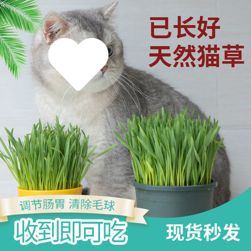 Ready-Made Cat Snacks, Mint Hair Removal Balls, Hair Cream, Hydroponic Cat Seeds, Potted Cat Supplies