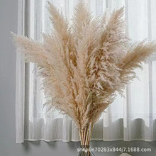 ��Ȕ�S�����l����Ȕ�ɻ�������֦�W�t�b�c���յ�����Ȕ����˹