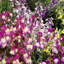 ~Nļ׷N~ݻNӶ̨҃ͥԺԻ