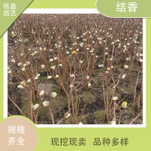 �Y���� ���ݻ���ֱ�N �Y�㹤�̾G����ľ ��������Y�� �Y��ë��