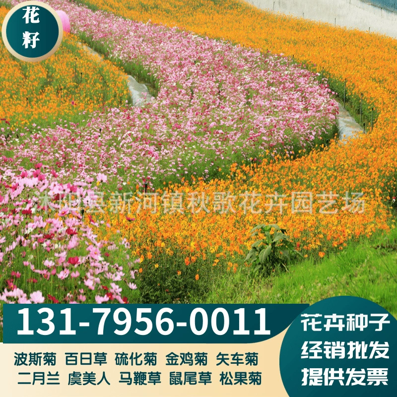 Четыре сезона полевые цветы комбинация видов цветов Космос семена зародышей Цинния Карлик многолетний Кореопсис Малус