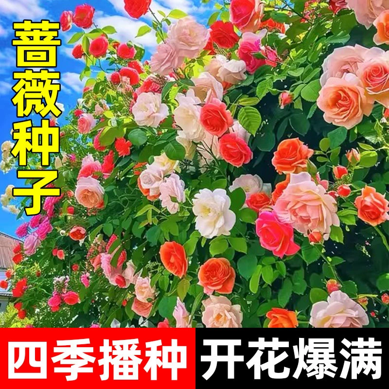 Семена цветов розы, вьющиеся лозы, розы, всевременное посев и цветение, непрерывная вьющаяся стена, дворовые цветочные горшки