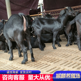 ����40�����Һ�ɽ������ ��ɽ��r�� ��ɽ��Ʒ�N�xُ