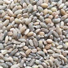 当季新货青稞米五谷杂粮青稞酒原料批发青稞米大量现货一件代发