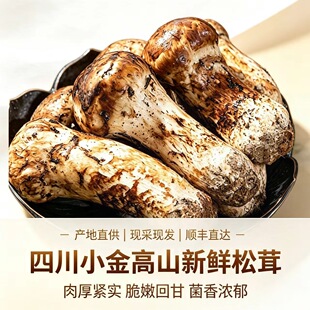 新鲜松茸