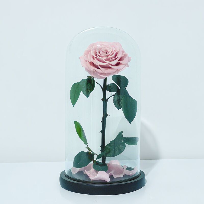 永生花玻璃罩大王子单朵玫瑰花七夕情人节女朋友生日礼物永生花|undefined