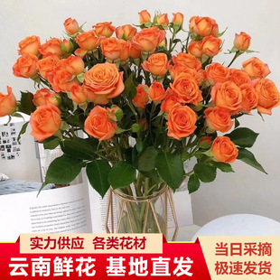 Yunnan Kunming Multi-Headed Rose Flower Wholesale Rose Small Rose Base Direct Batch Water-Raised Flowers Wedding Flower Shop Flowers
