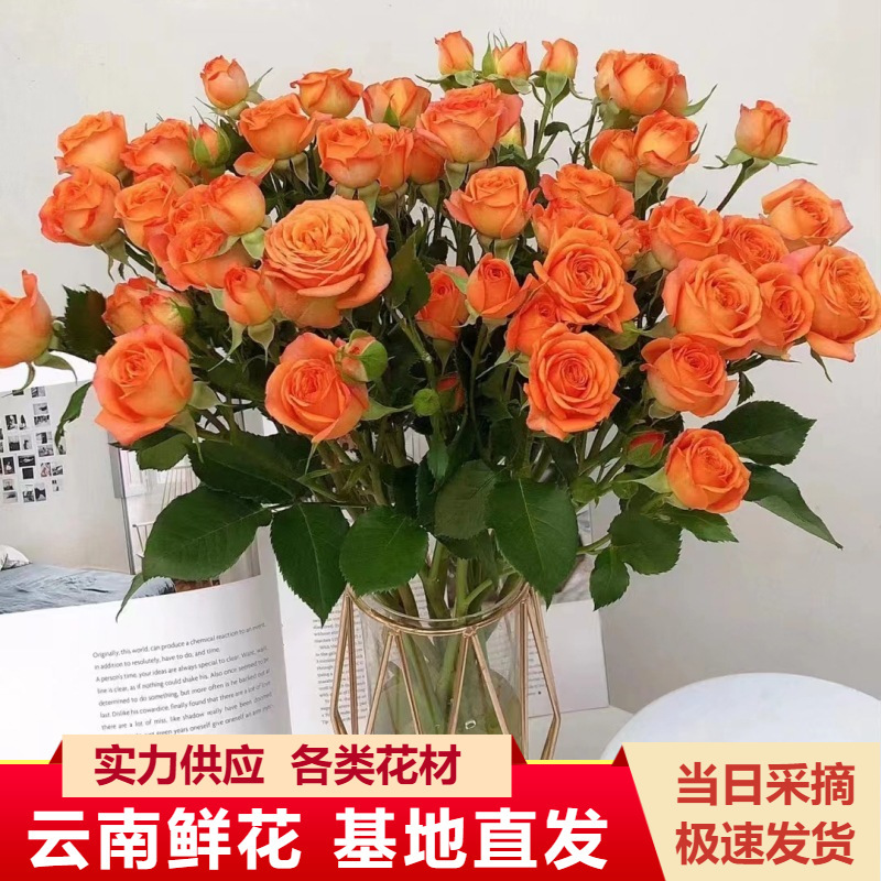 Yunnan Kunming Multi-Headed Rose Flower Wholesale Rose Small Rose Base Direct Batch Water-Raised Flowers Wedding Flower Shop Flowers