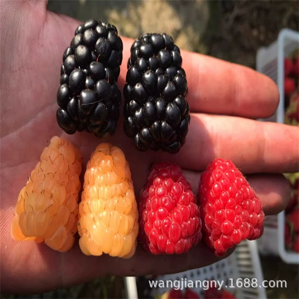 Рассада малины Двухсезонная Малина Рассада малины Желтая рассада красной малины Юг-Север Посадка фруктов в горшках