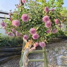 �{ɫ��������¼��������̨�[�Ź��TͥԺ����֧���r��ֲ������