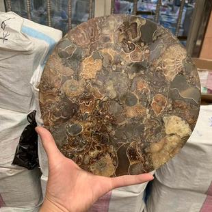 Natural Imported Snail Stone Slices, Raw Stone Polished for Home and Office Desk Decoration, Energy Ornament, Free Shipping by Sf Express