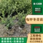 基地球形高度龟甲苗圃