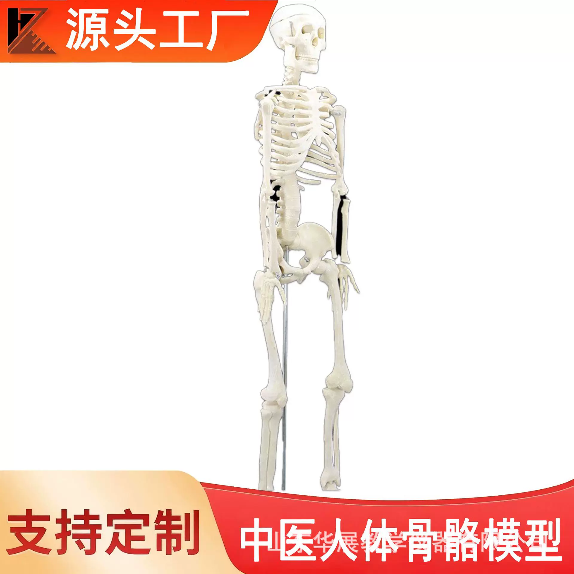 中医人体骨骼模型躯干骨架模型生物教学仪器人体骨头解剖模型