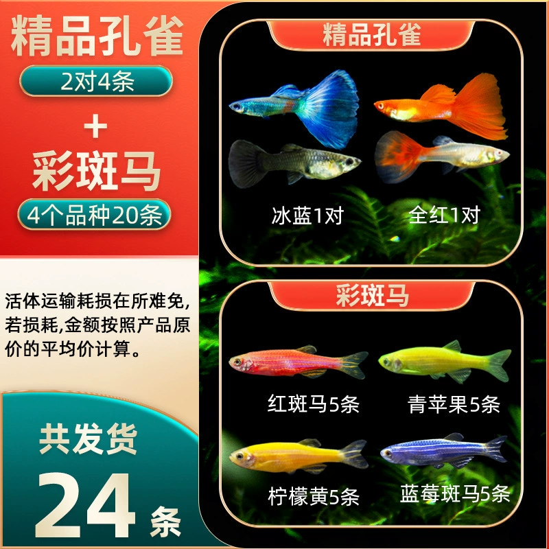 Малкий рыба tropical fish viewing fish butterfly wings long tail zebra fish, fish red green light, fish live fish fresh water is good for freshwater