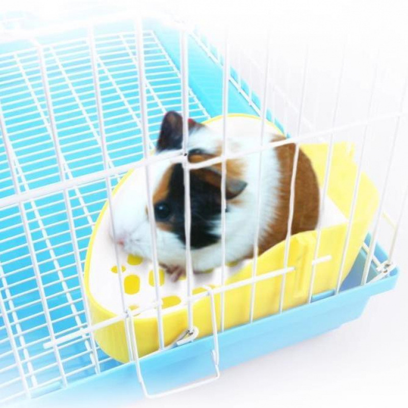 Rabbit, small toilet, pet