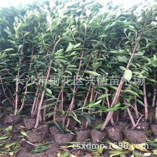 ���l�������� ������ɺ������߶�30-180���ֳ��G�G�h���� �r���