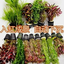 �쾰ˮ���ͻ��w�ײ�ˮ���~�׺󾰻��b��o�ݺ�ˮ�������Bֲ��ˮ��