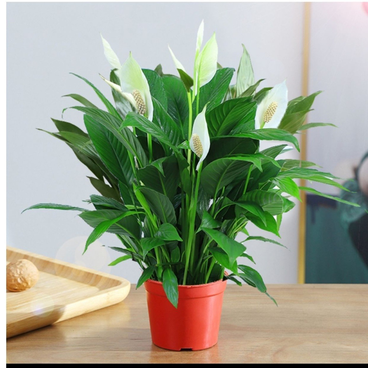 흰색 야자 + 원래 화분과 흙 + 꽃과 함께 배송