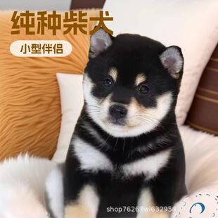 �ձ���ȮС�����pȮ���N���w�����ڲ�ײ��S����˲񶹲���