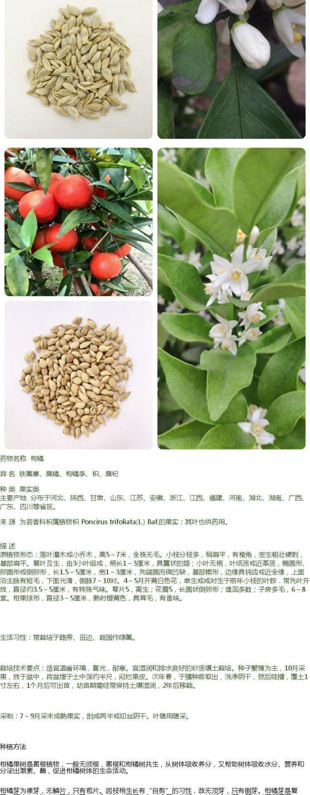 新采枸橘种子枳壳种子枸桔红橘橘子柑橘香橙脐橙籽嫁接砧木树种子-阿里巴巴