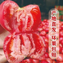 四川攀枝花西红柿新鲜现摘生吃水果露天沙瓤自然冬瓜整箱当季四月