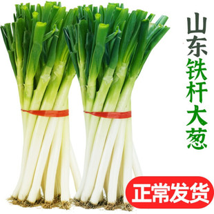 ɽ�|���[���r�߲�5���b���[�F�U���[�������L��ë�[պ�u���[���]