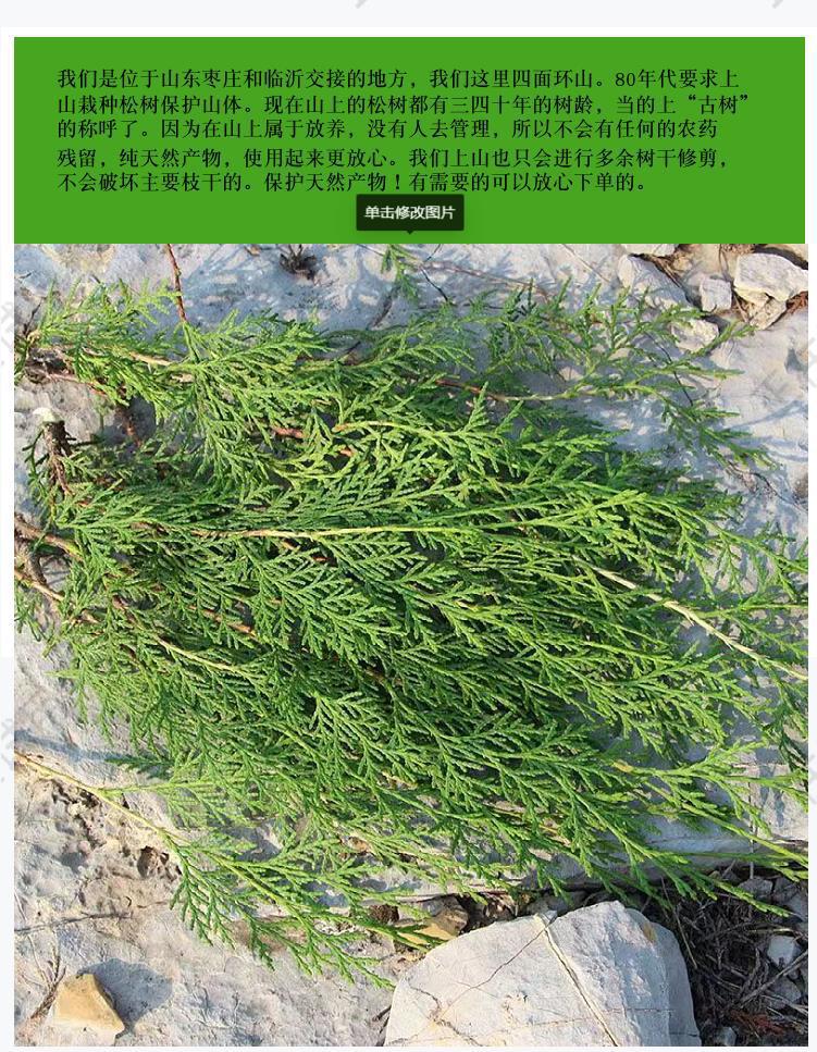 纯野生新鲜现摘侧柏叶扁柏叶柏树枝叶洗头发养发护法泡酒烟熏腊肉-阿里巴巴