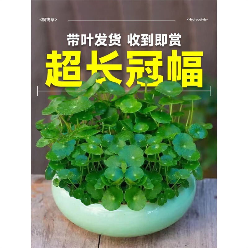 Large-Leaf Pennywort Hydroponic Plant Potted Indoor Living Room Office Aquatic Plant Easy to Care for