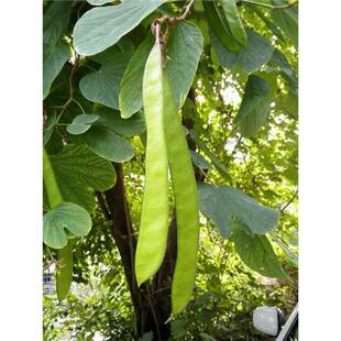 ����׷N�Ӽt����������������G��׻��@��ͥ�@�^�pș�÷N��