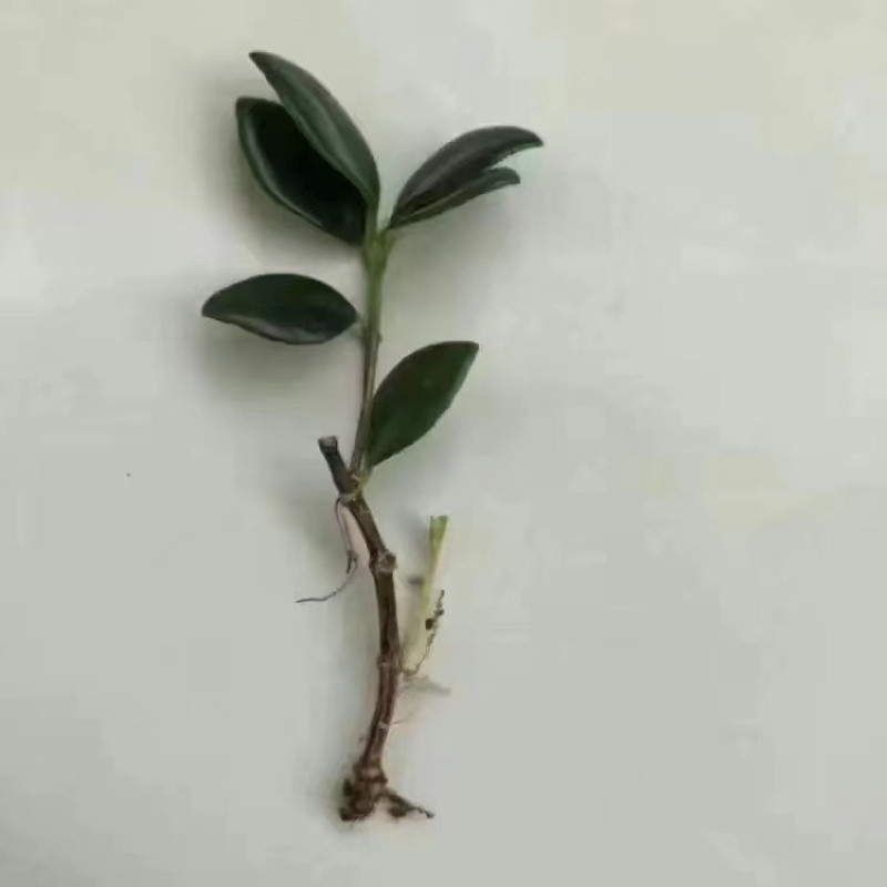 ●냄비는 포함되지 않습니다. [1-3그루] 벗겨진 뿌리 - 무료 녹색 식물 넥타이 1개●