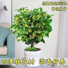 ��S���]�����Ե����Ϙ��y��͏d�Gֲ�̨ͥԺ�¹��������